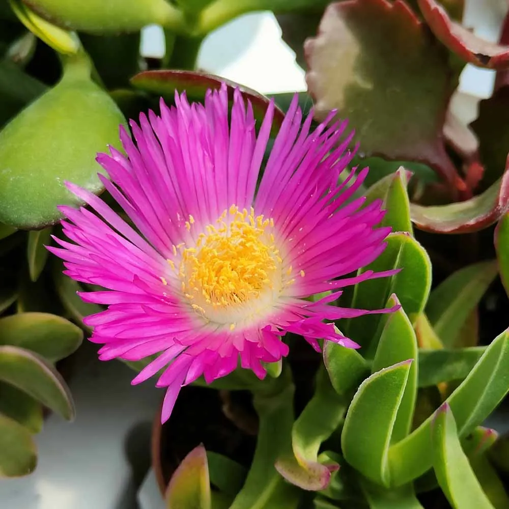 Carpobrotus chilensis