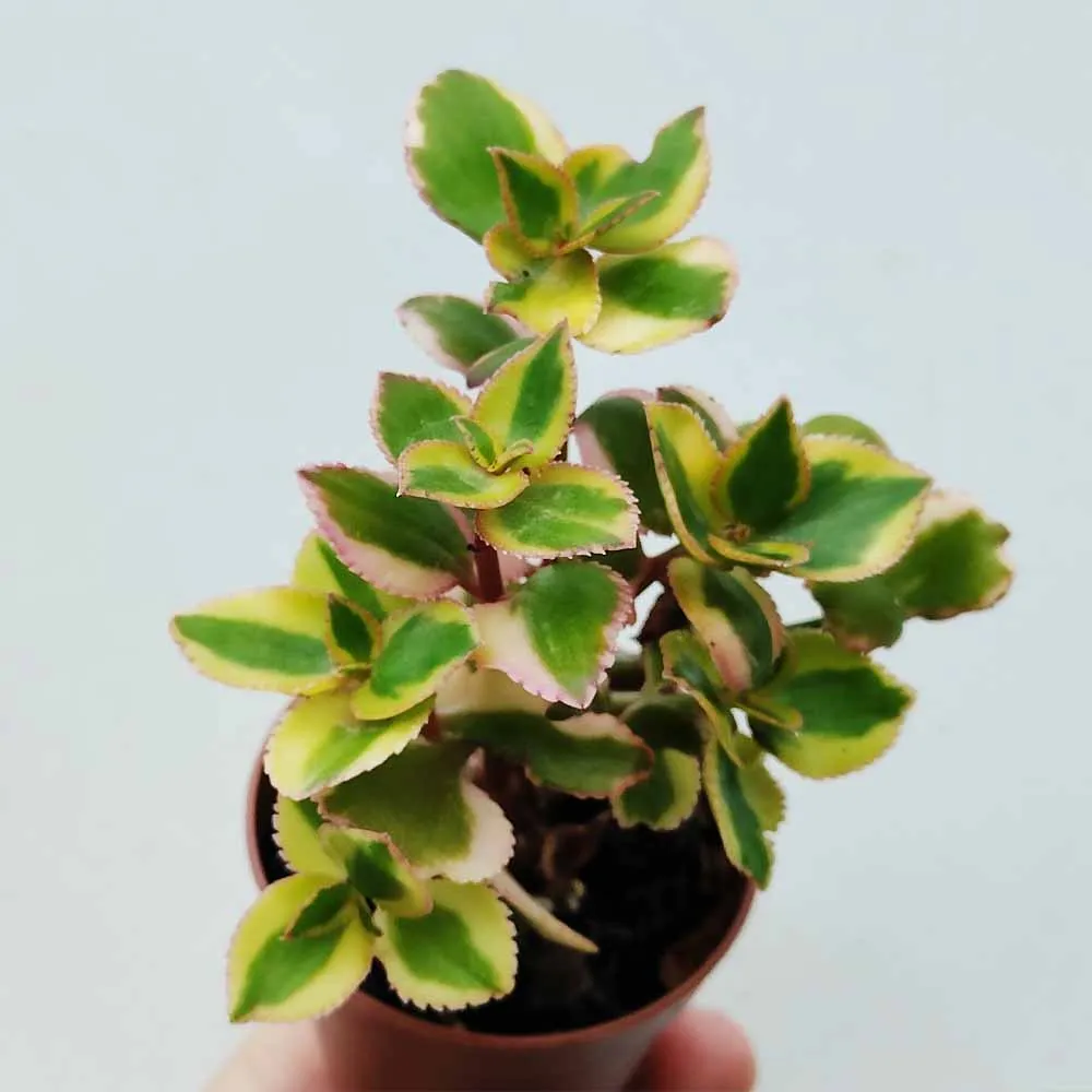 Crassula sarmentosa ‘Comet’ (sin. ‘Variegata’)