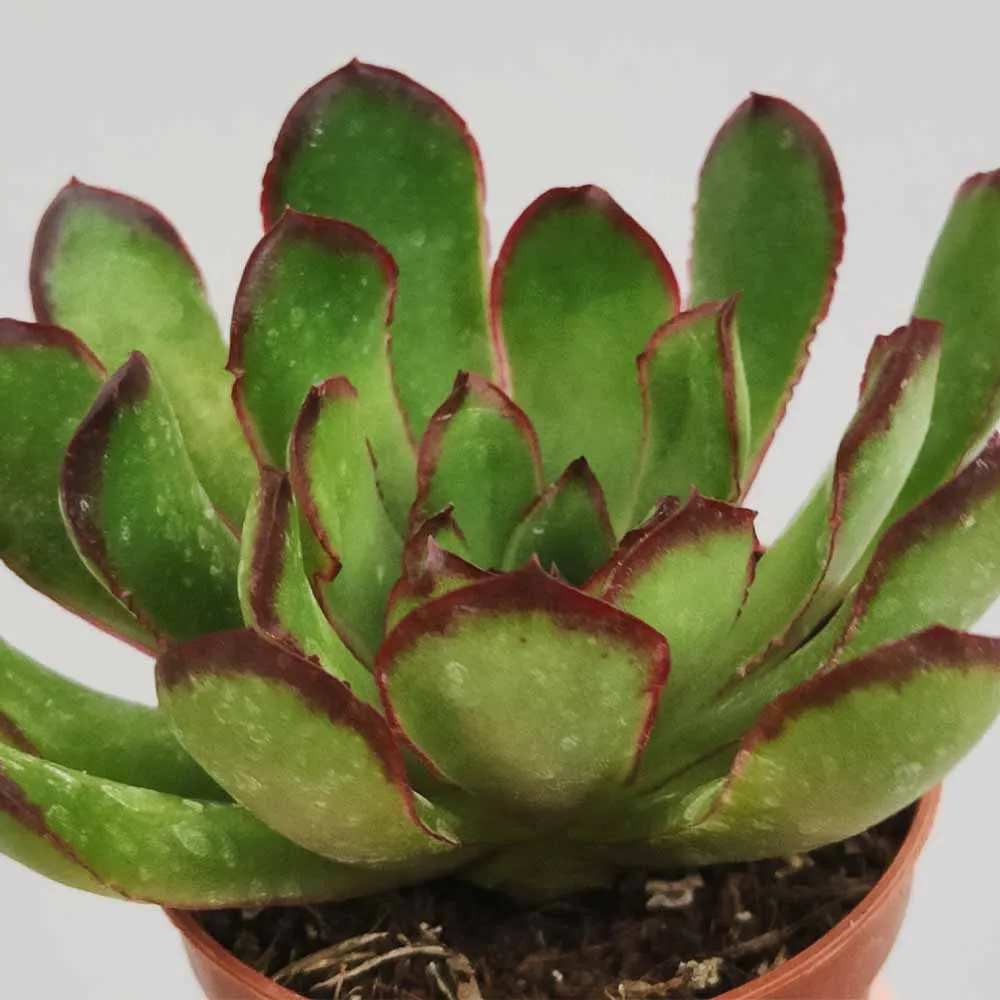 Echeveria pulidonis ‘Magma pearl’ - immagine 2