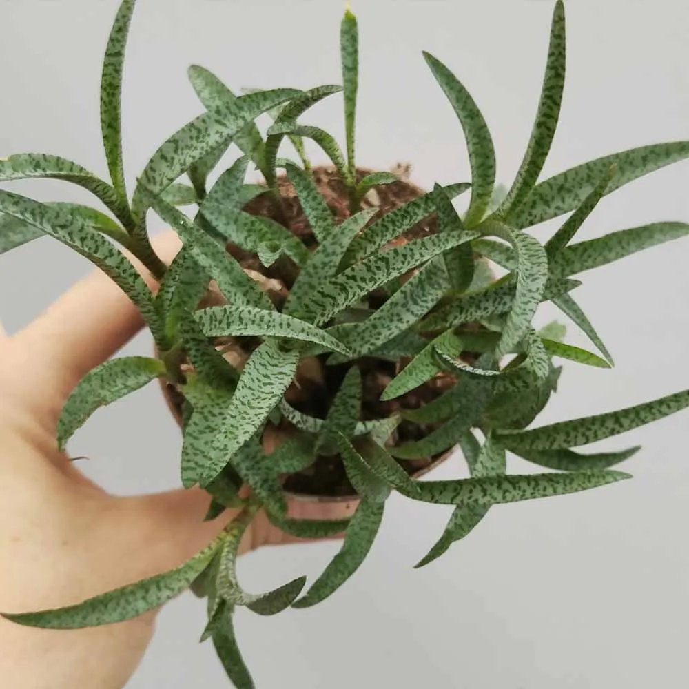 Scilla violacea (Ledebouria) - immagine 2