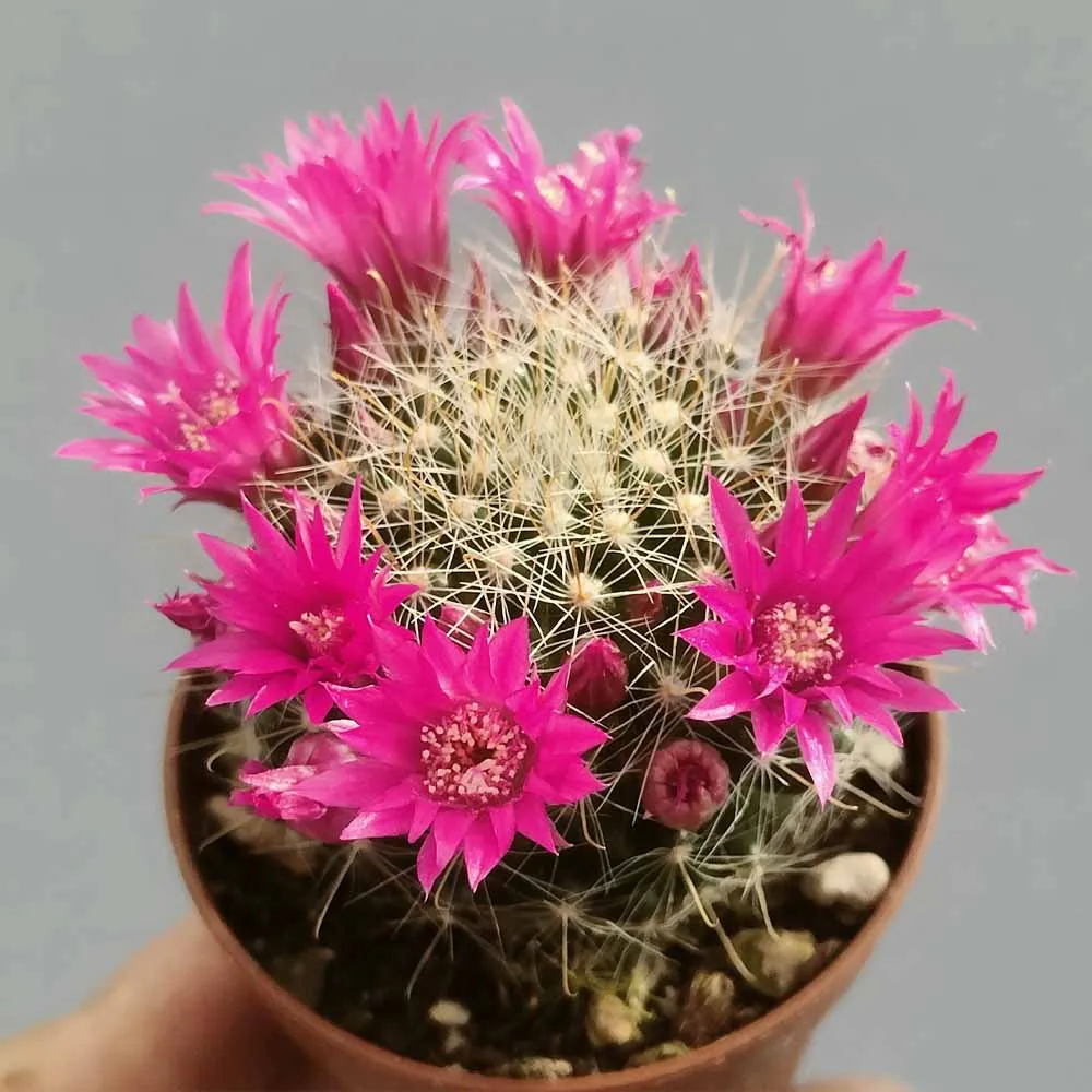 Mammillaria zeilmanniana