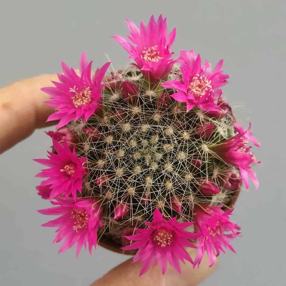 Mammillaria zeilmanniana - immagine 2