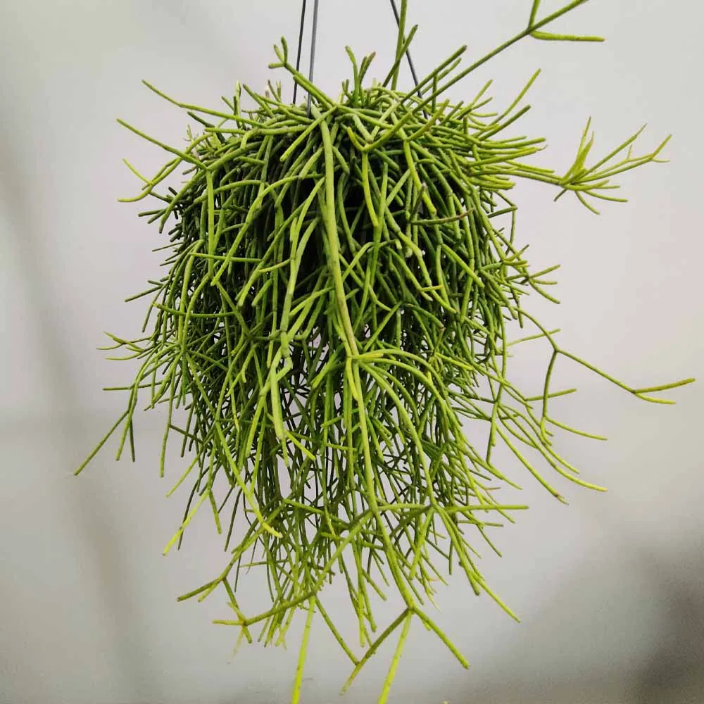 Rhipsalis cassutha