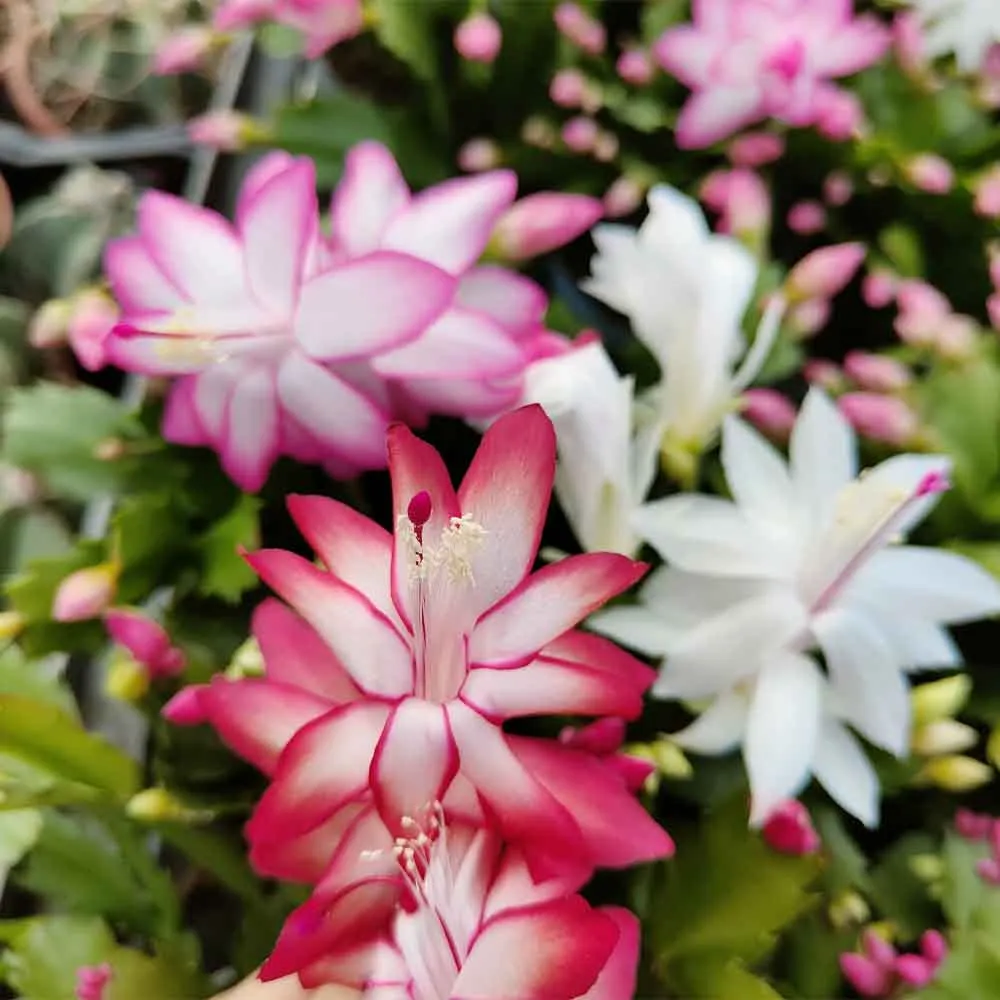 Schlumbergera (cactus di natale)