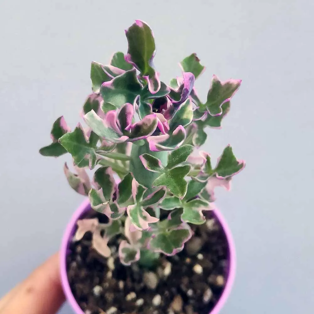 Senecio articulatus variegato - immagine 2