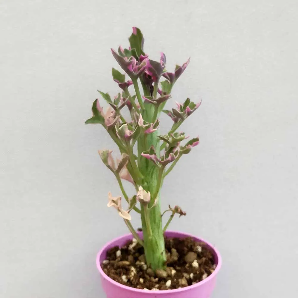 Senecio articulatus variegato