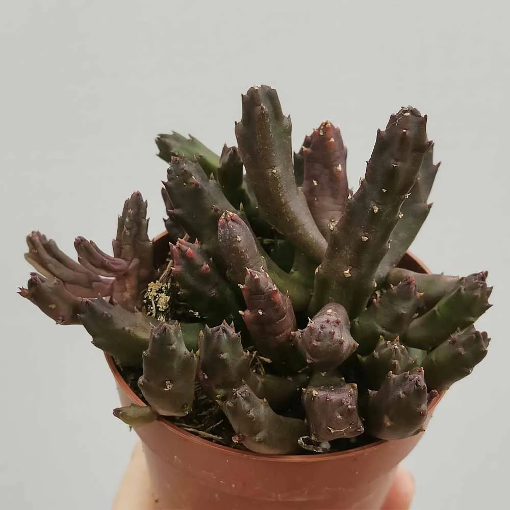 Stapelia schinzii var. angolensis