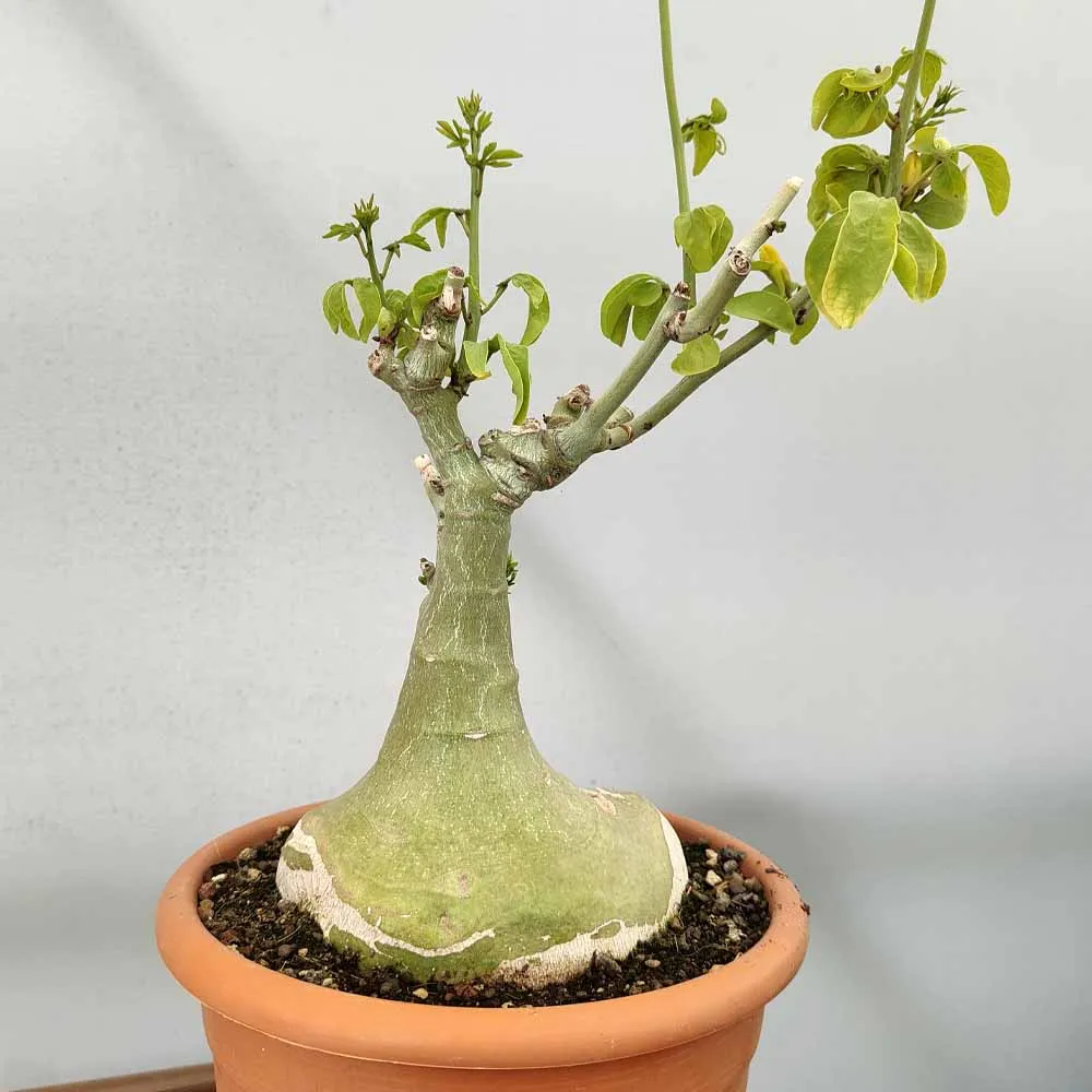 Adenia fruticosa - immagine 2