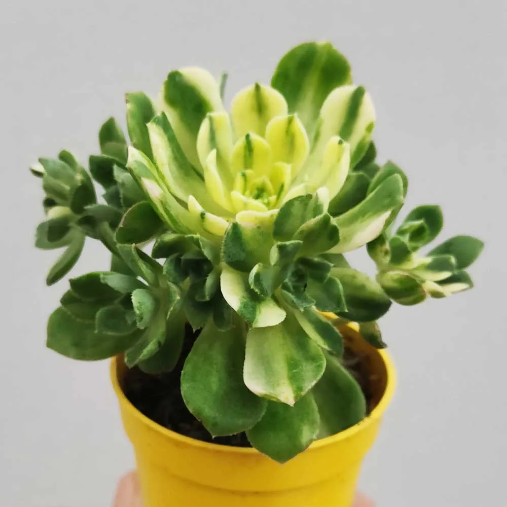 Aeonium castello-paivae variegato - immagine 2