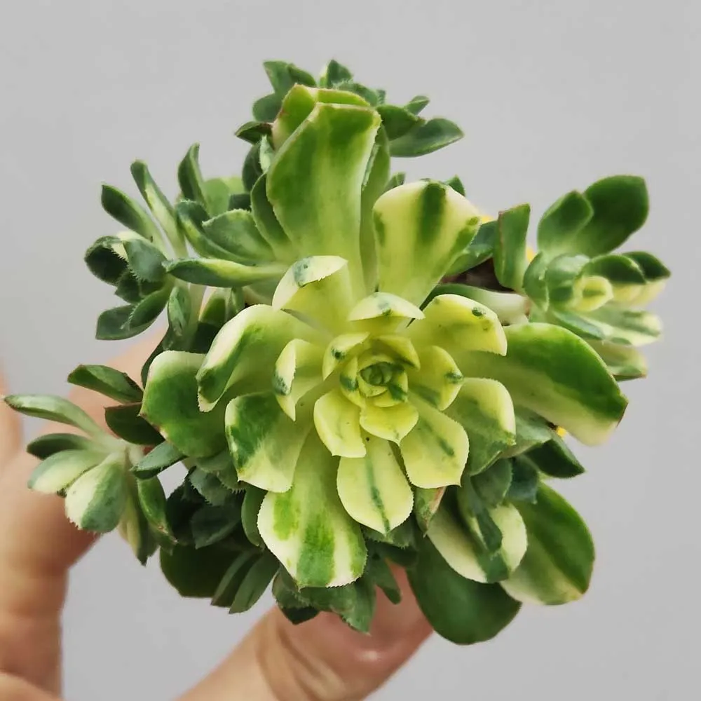 Aeonium castello-paivae variegato