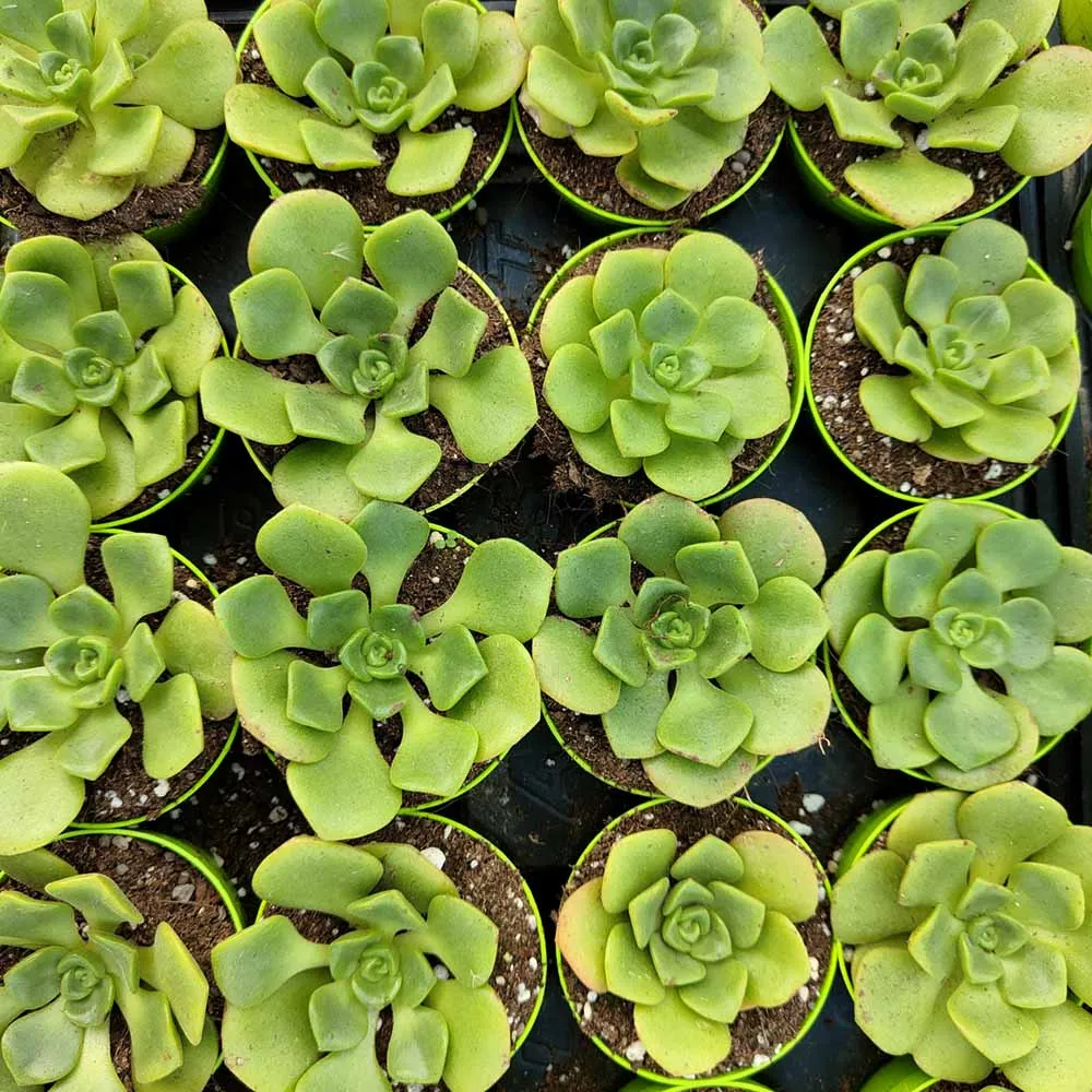 Aeonium Lily Pad - immagine 2