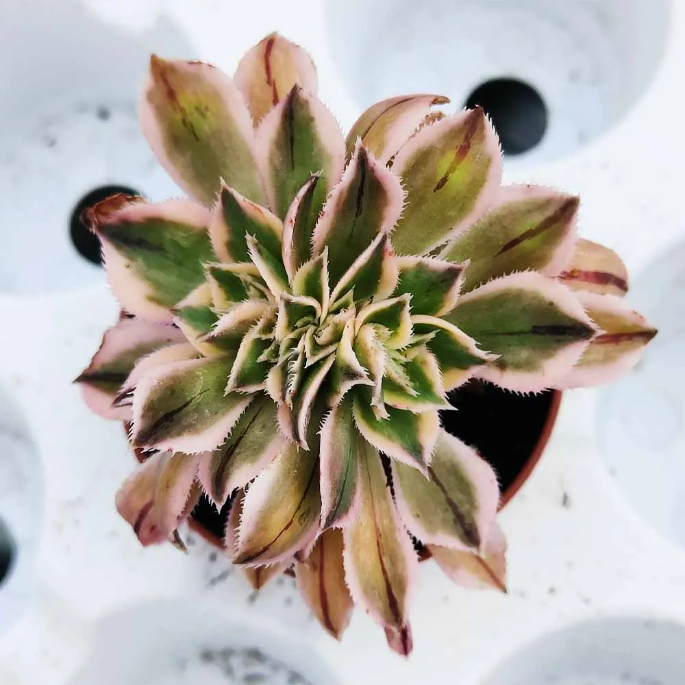 Aeonium ‘Sunburst’ crestata