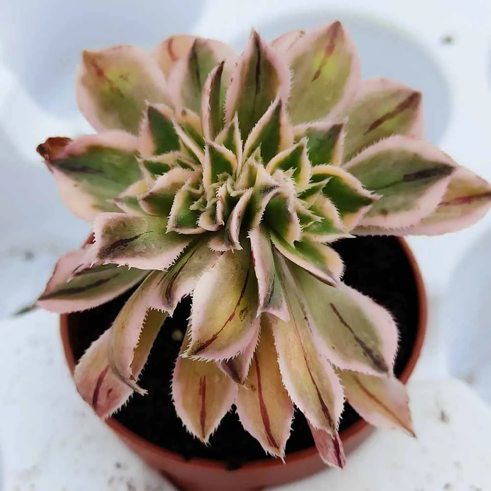 Aeonium ‘Sunburst’ crestata - immagine 2