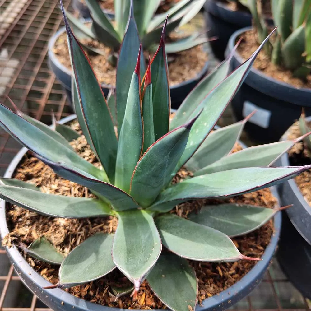 Agave ‘Blue Ember’