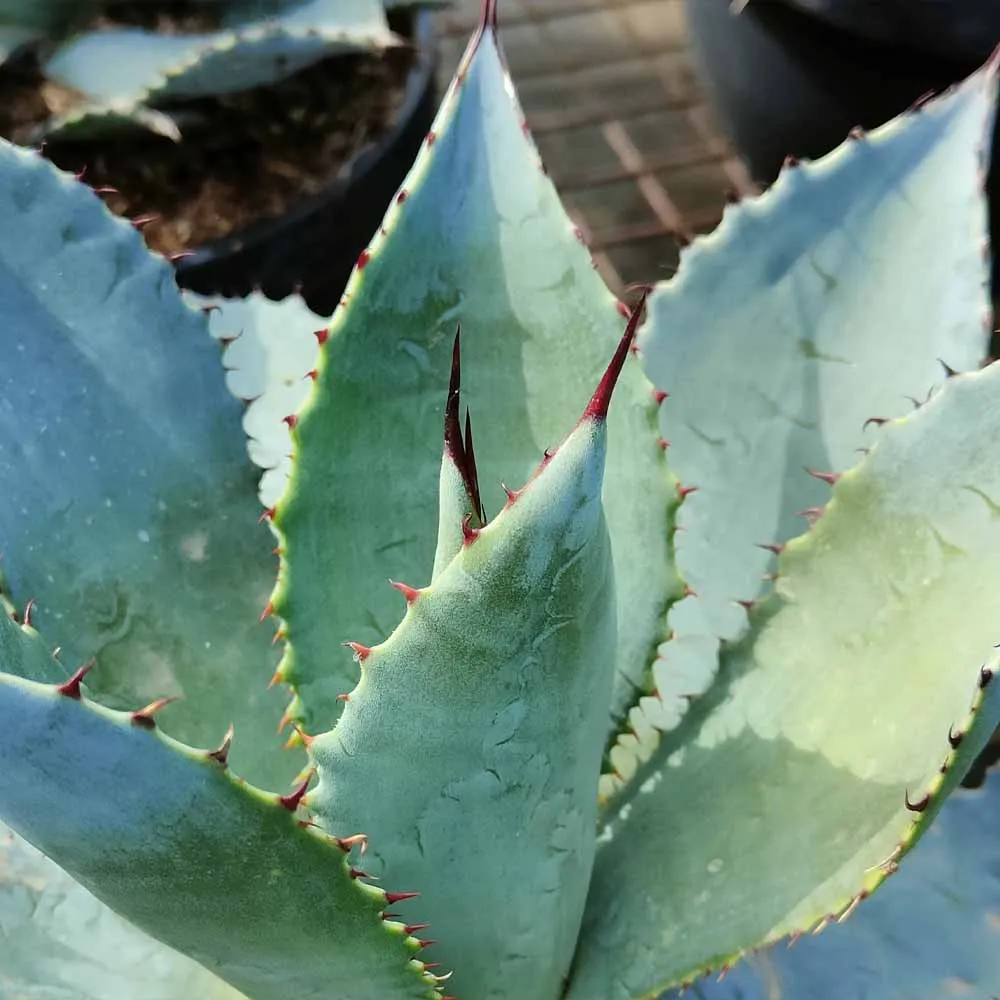 Agave celsii ‘Nova’ - immagine 2