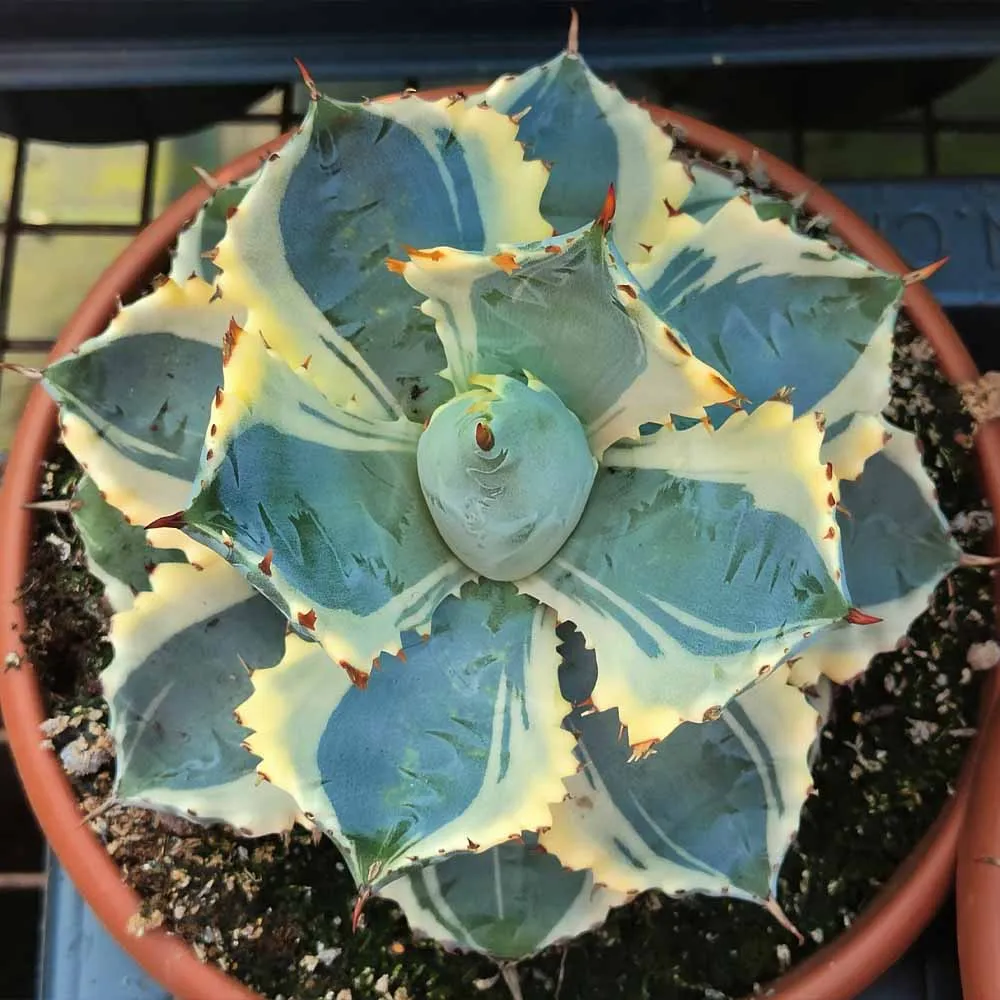 Agave potatorum ‘Ice Cream’ variegata