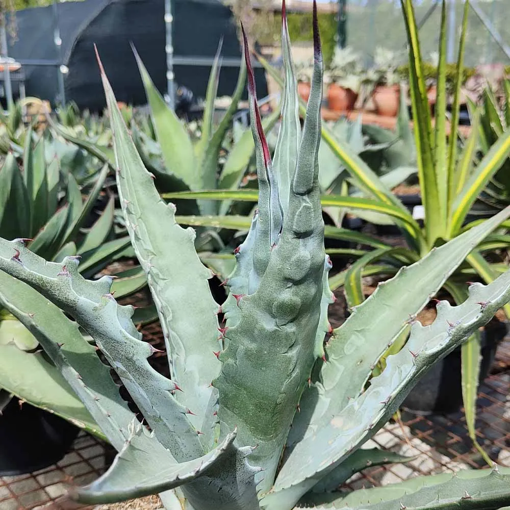 Agave salmiana - immagine 2