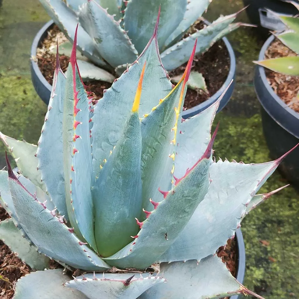 Agave sebastiana - immagine 2