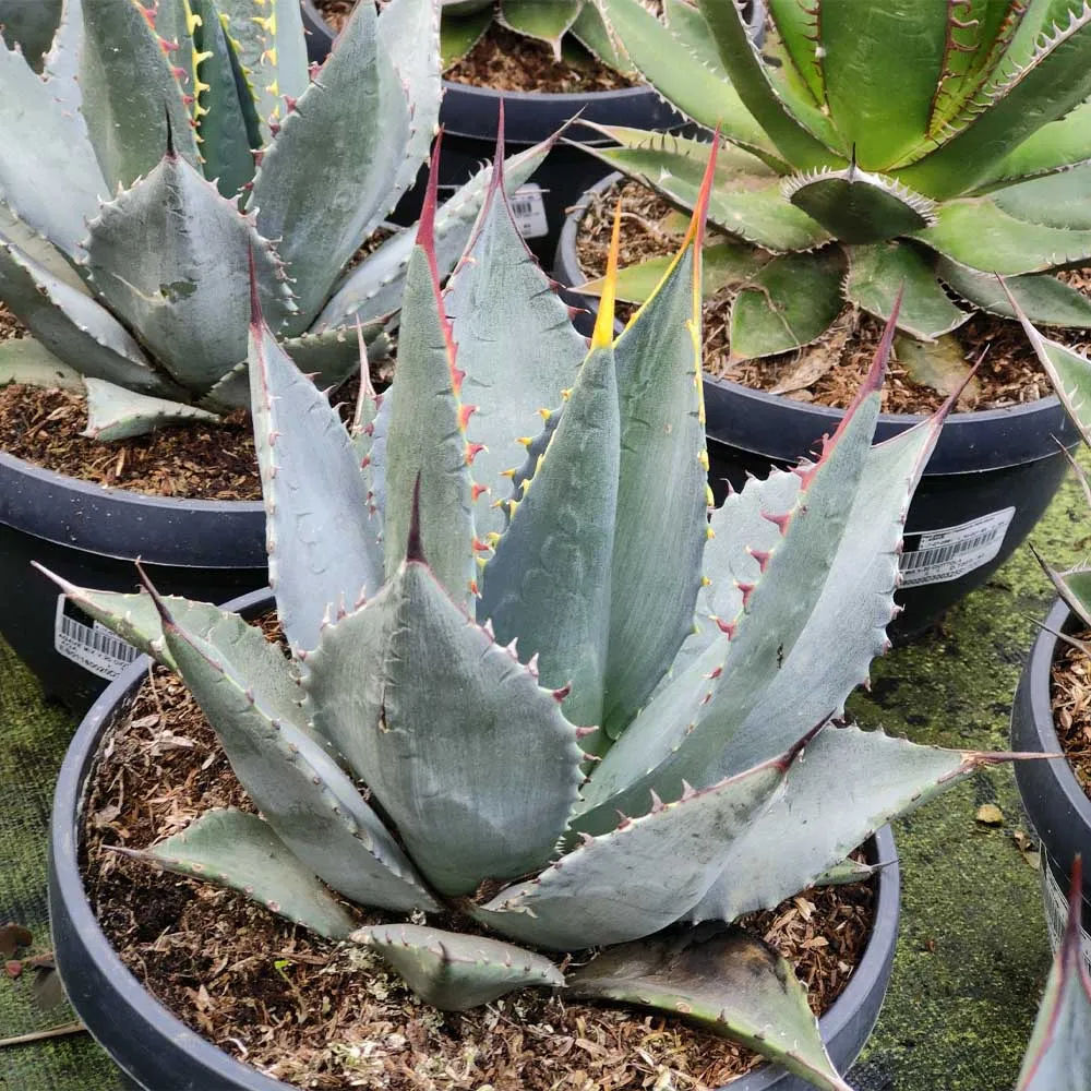 Agave sebastiana