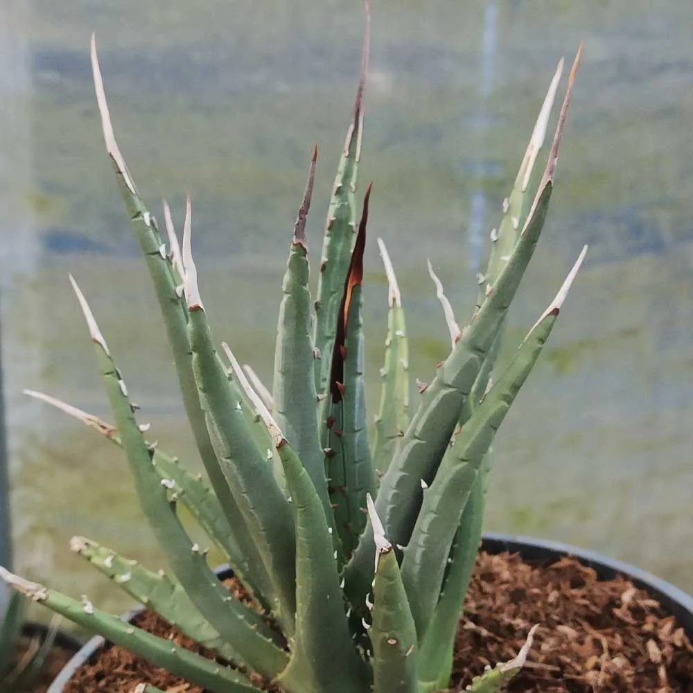 Agave utahensis - immagine 2
