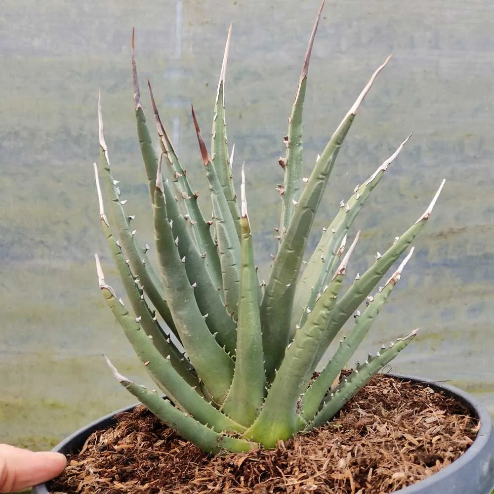 Agave utahensis