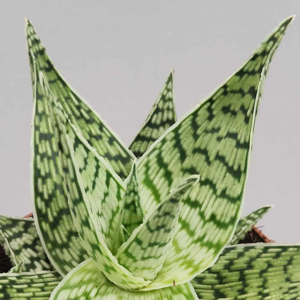 Aloe “Demi” - immagine 3