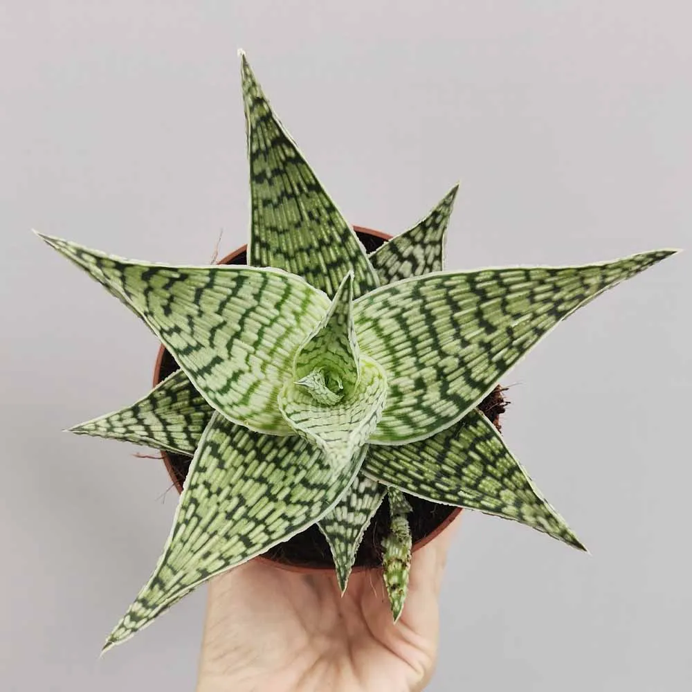 Aloe “Demi” - immagine 2