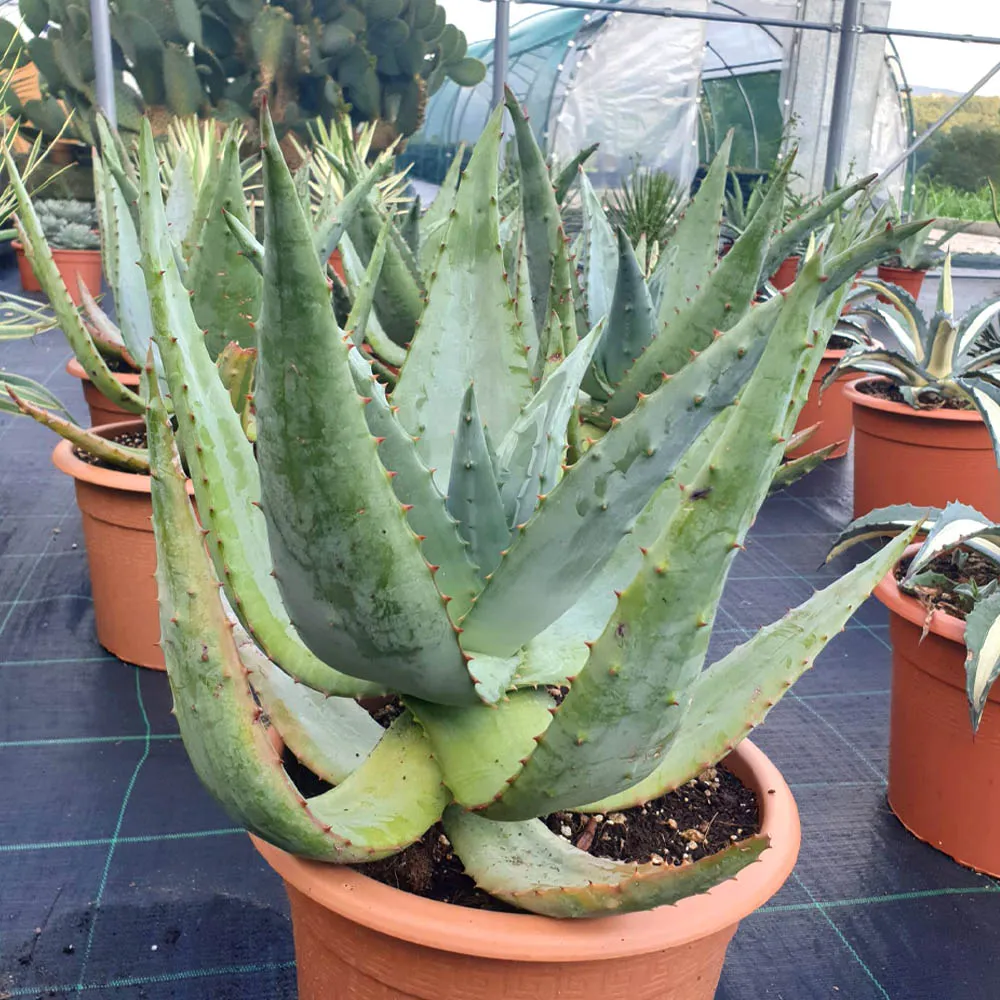 Aloe ferox