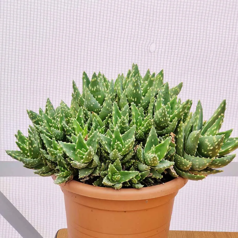 Aloe mitriformis - immagine 2
