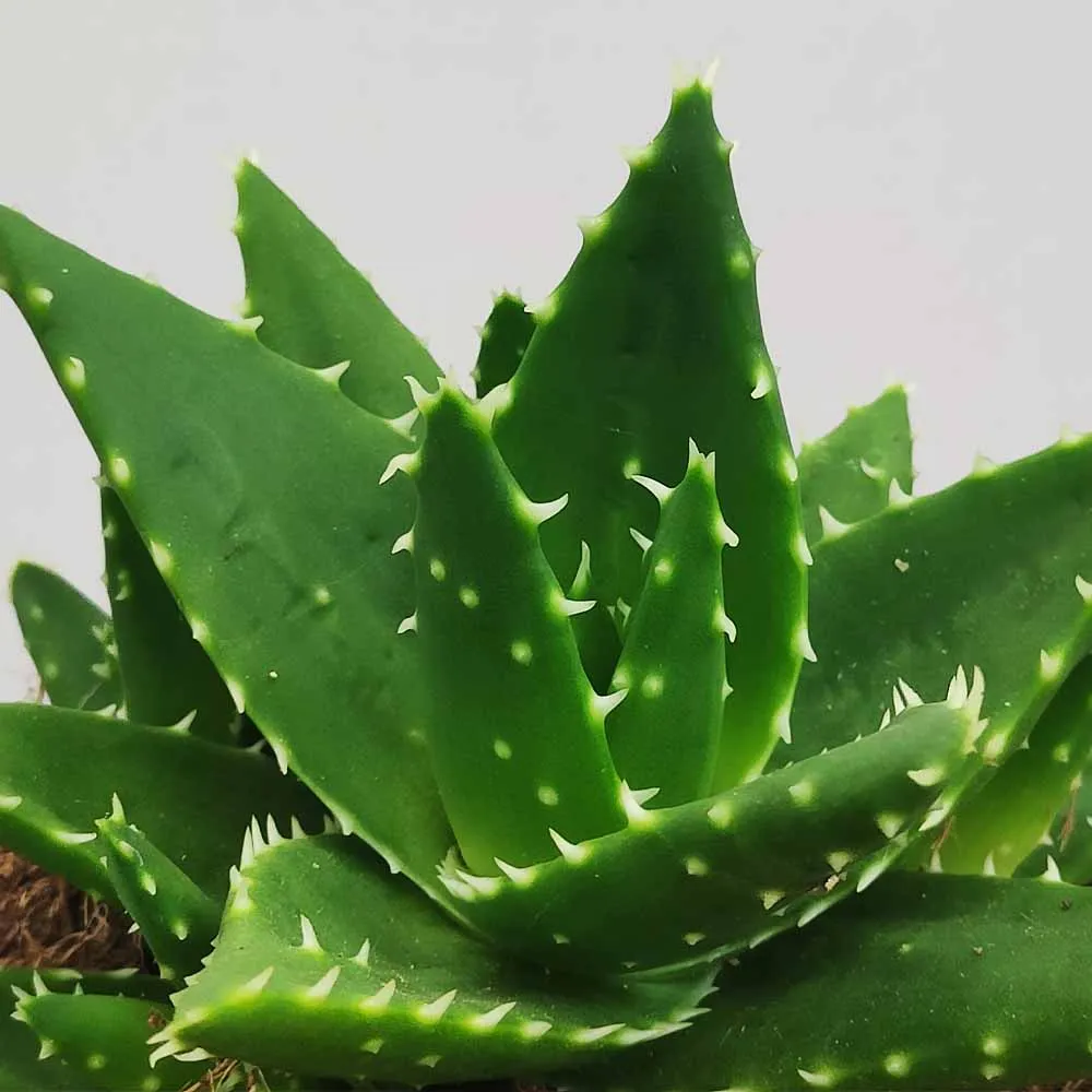 Aloe perfoliata - immagine 2