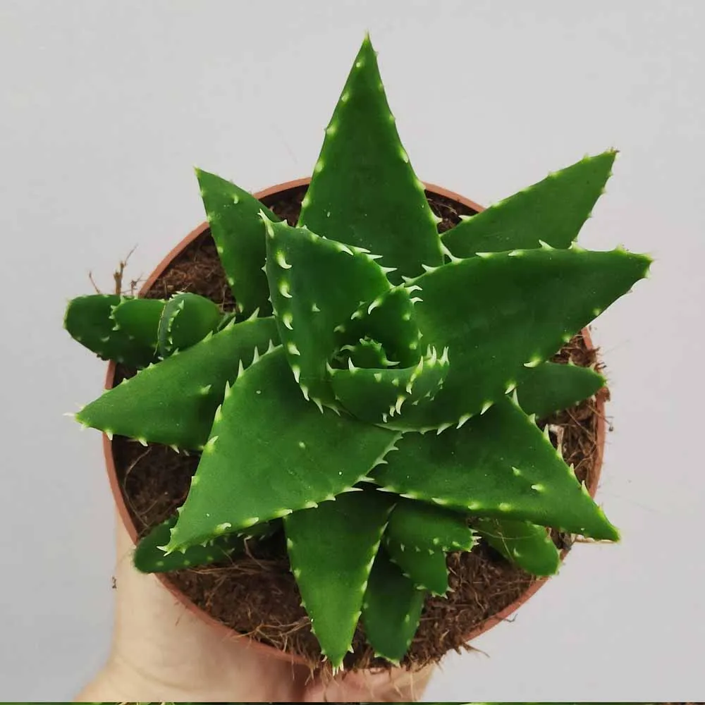 Aloe perfoliata - immagine 3