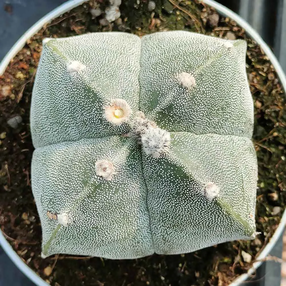 Astrophytum myriostigma quadricostato
