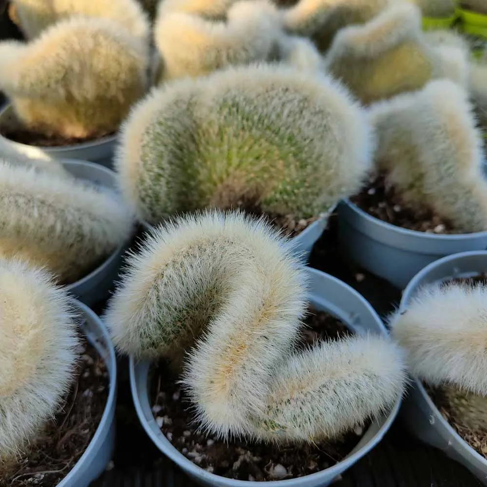 Cleistocactus strausii crestato