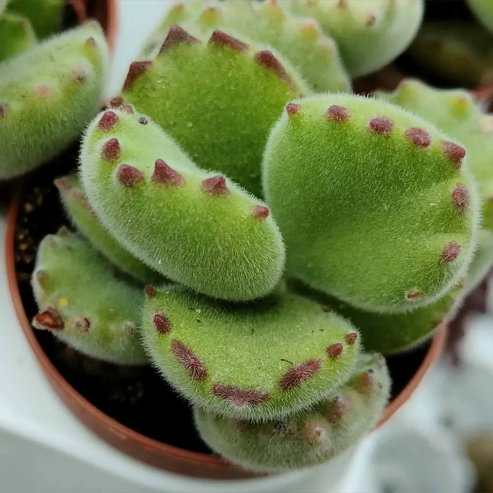 Cotyledon ladismithiensis