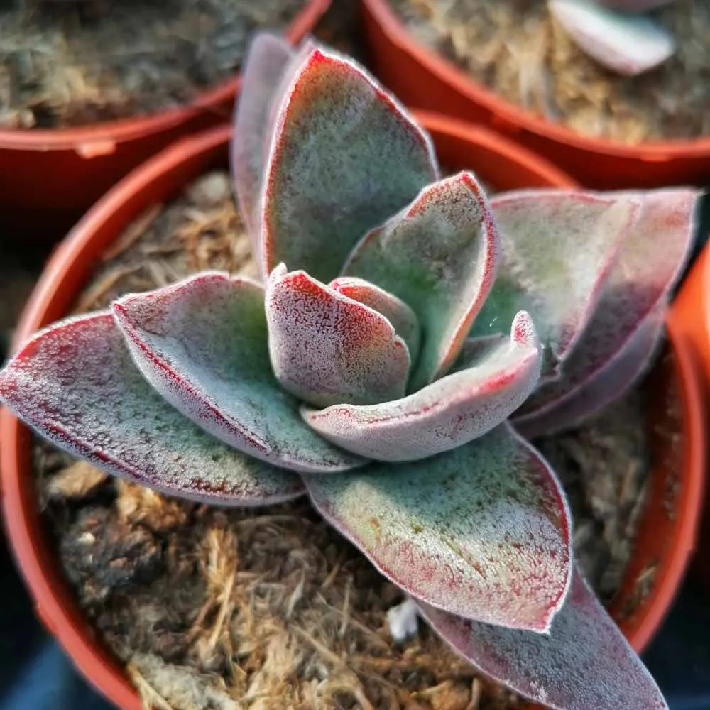 Crassula Garnet Lotus - immagine 2