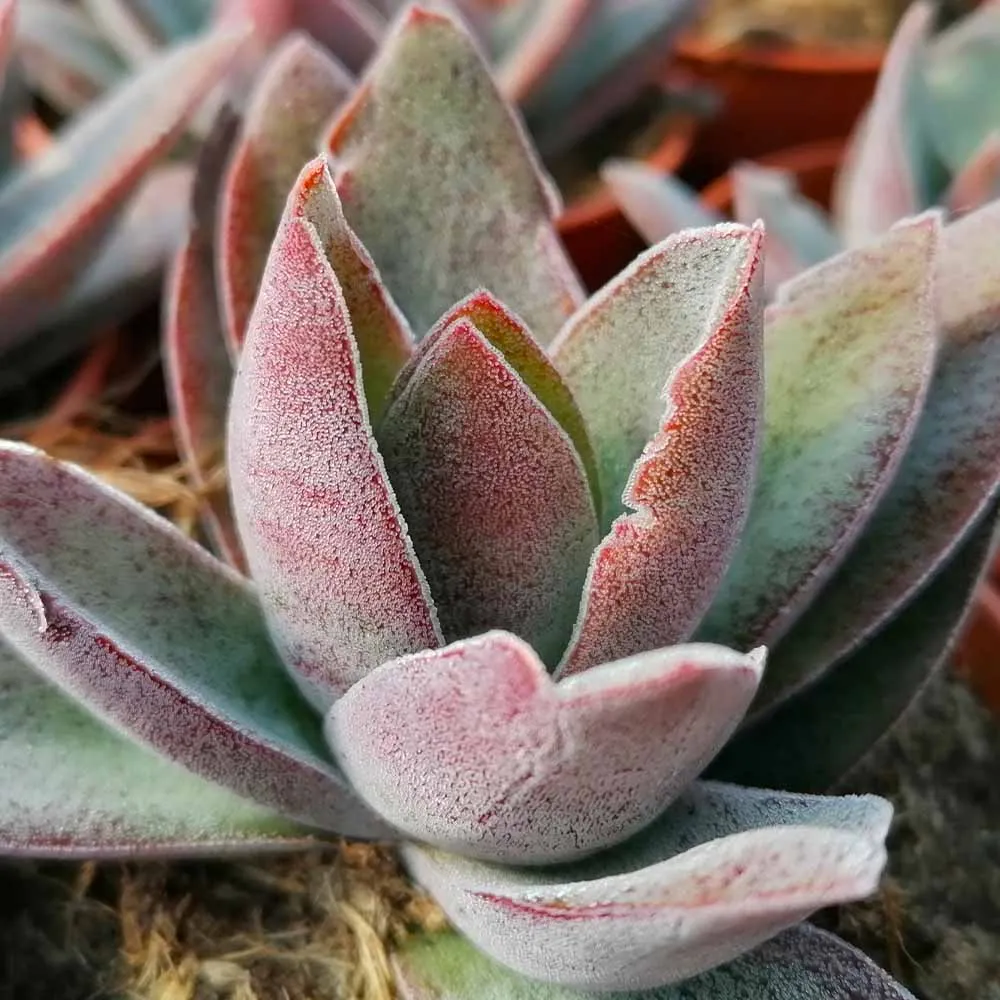 Crassula Garnet Lotus