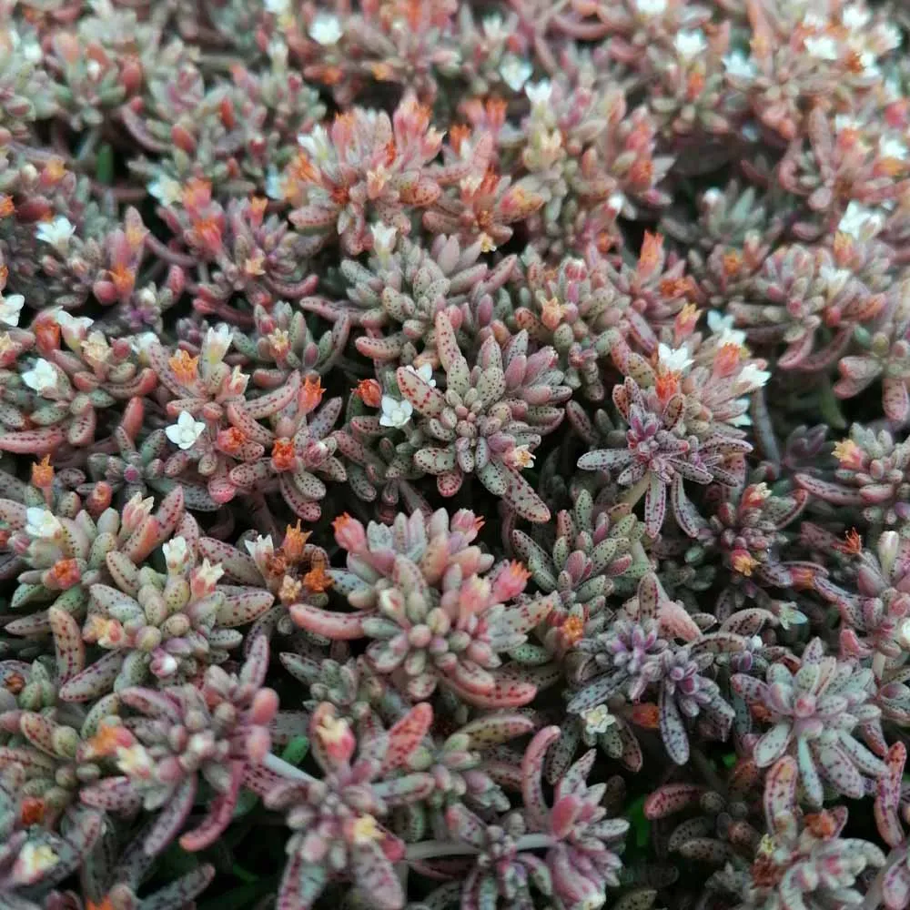Crassula humbertii