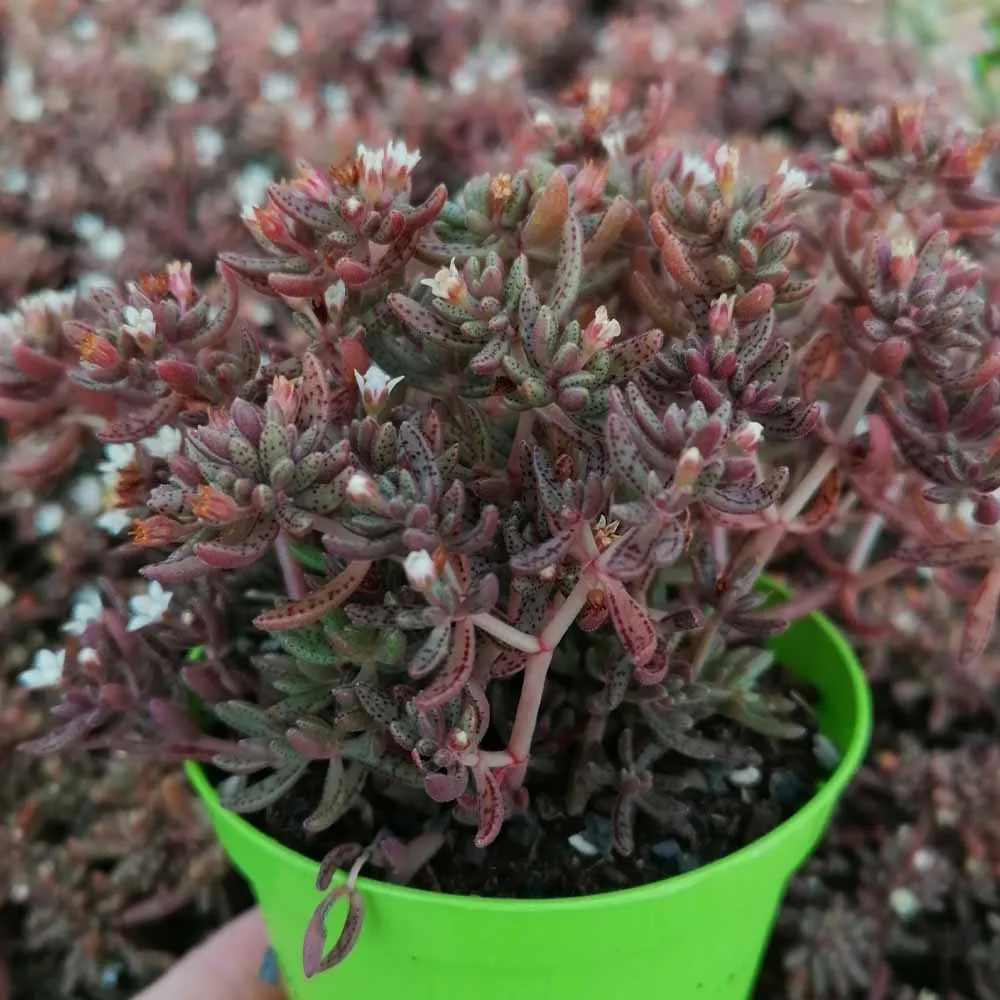 Crassula humbertii - immagine 2