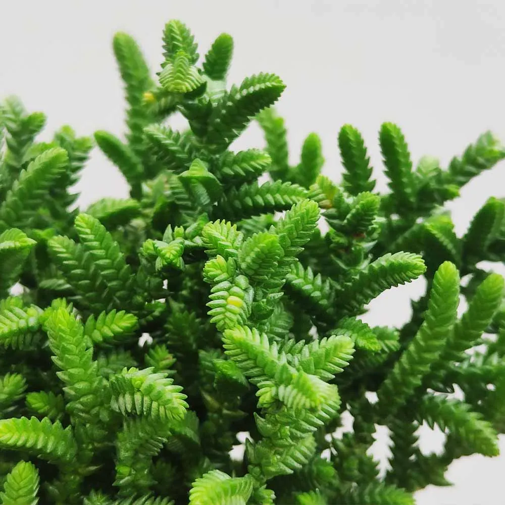 Crassula muscosa - immagine 3