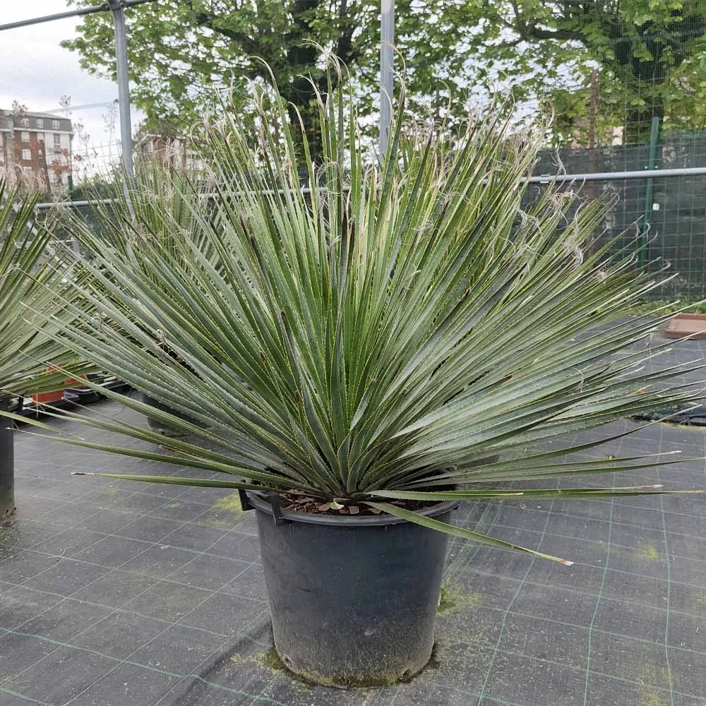 Dasylirion serratifolium