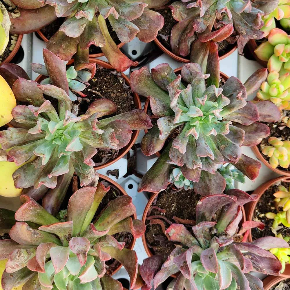 Echeveria hybrid - immagine 2