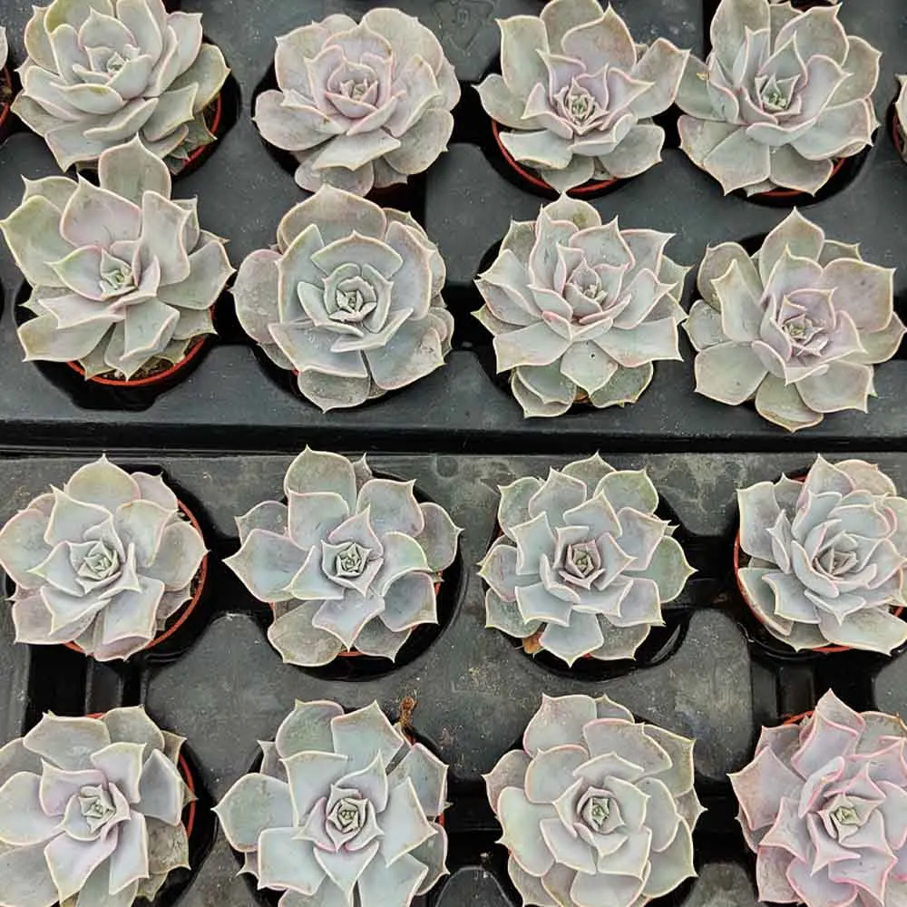 Echeveria lilacina - immagine 3