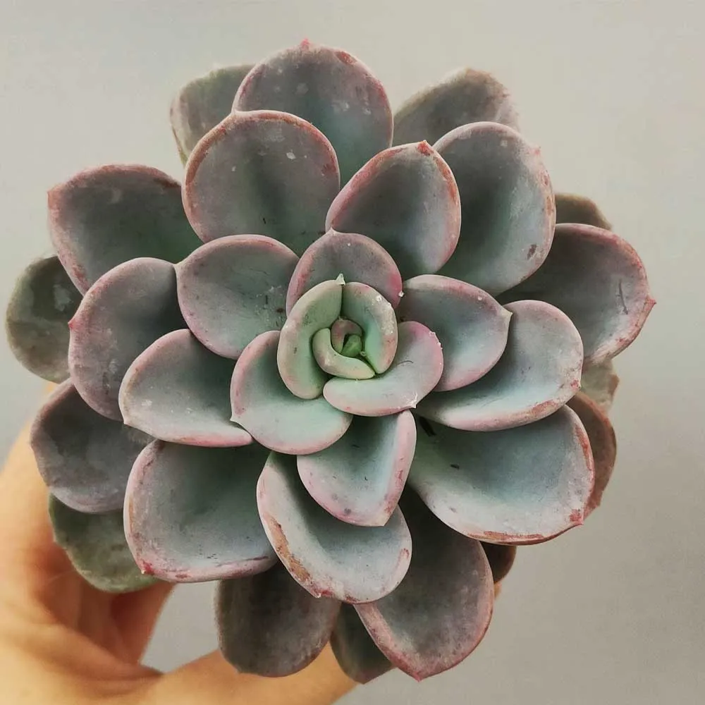 Echeveria Orpet - immagine 2