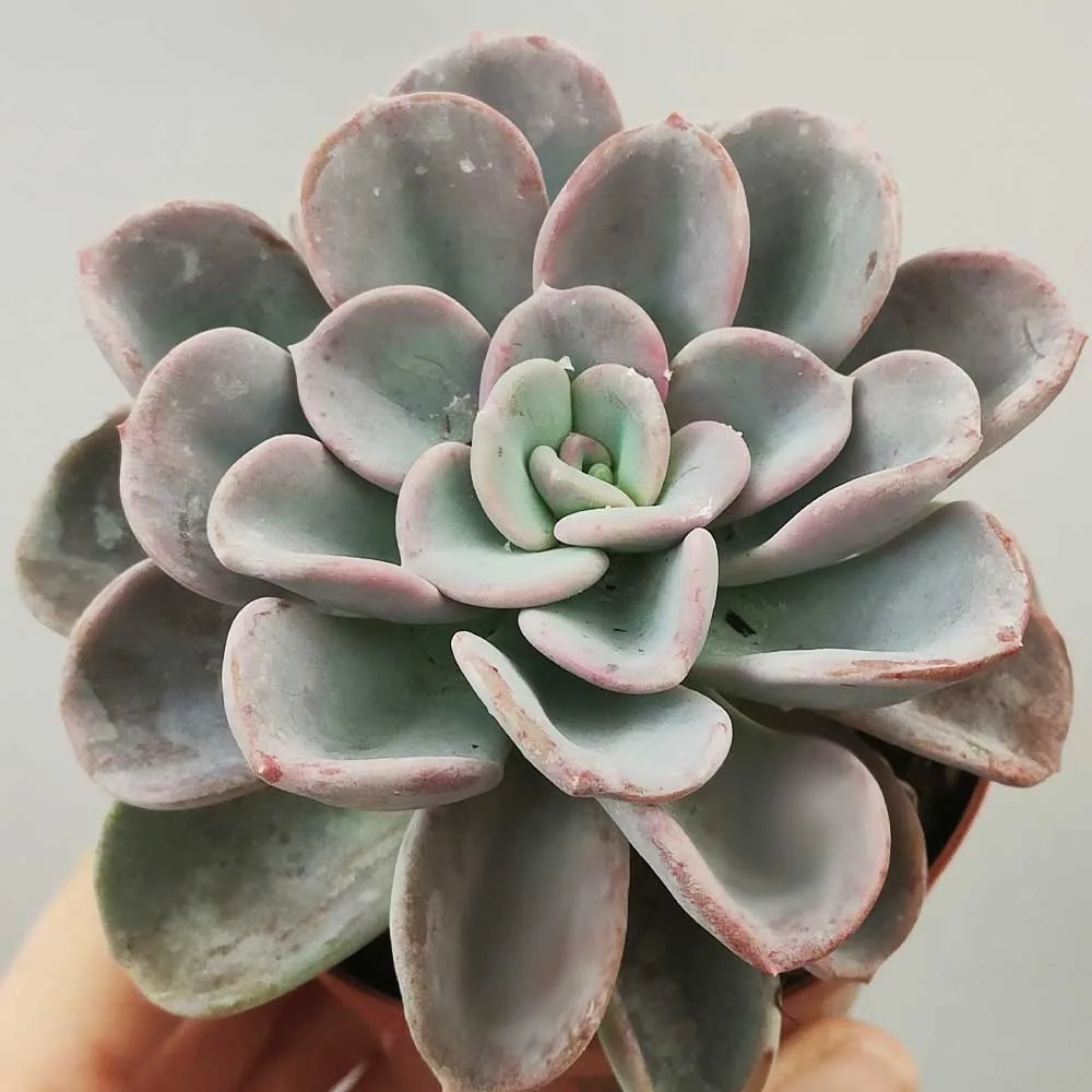 Echeveria Orpet