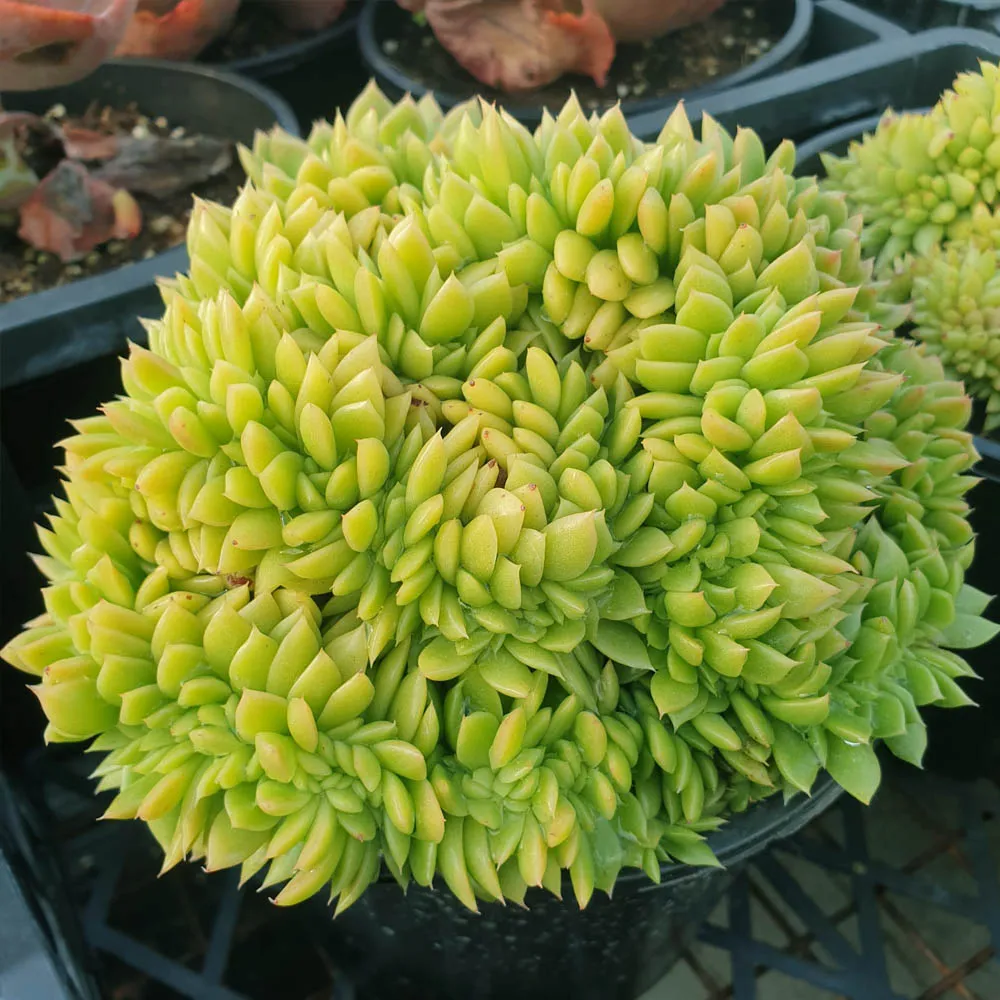 Echeveria ramillette crestata