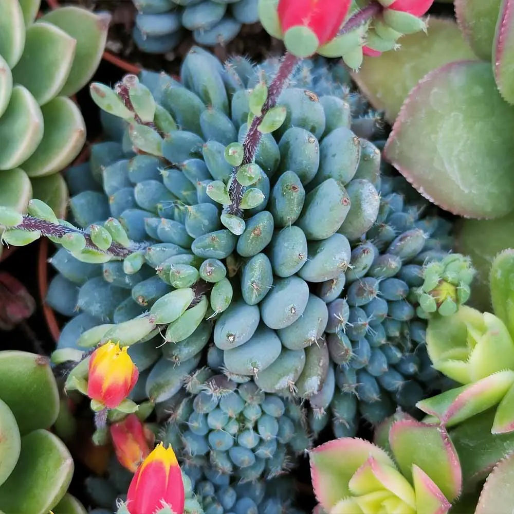 Echeveria rundelli