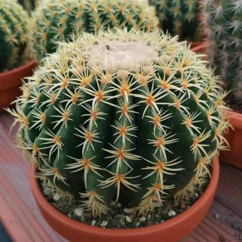 Echinocactus grusonii brevispinus (cuscino della suocera)