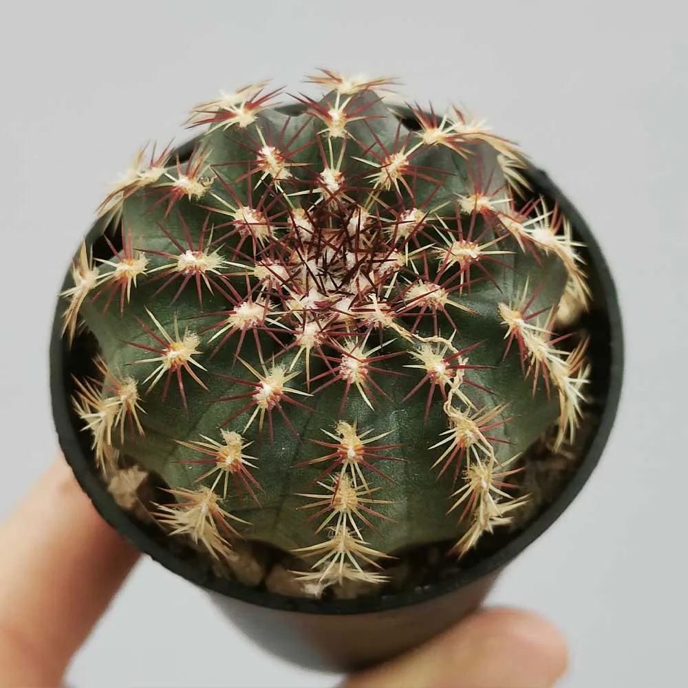 Echinocereus viridiflorus - immagine 3