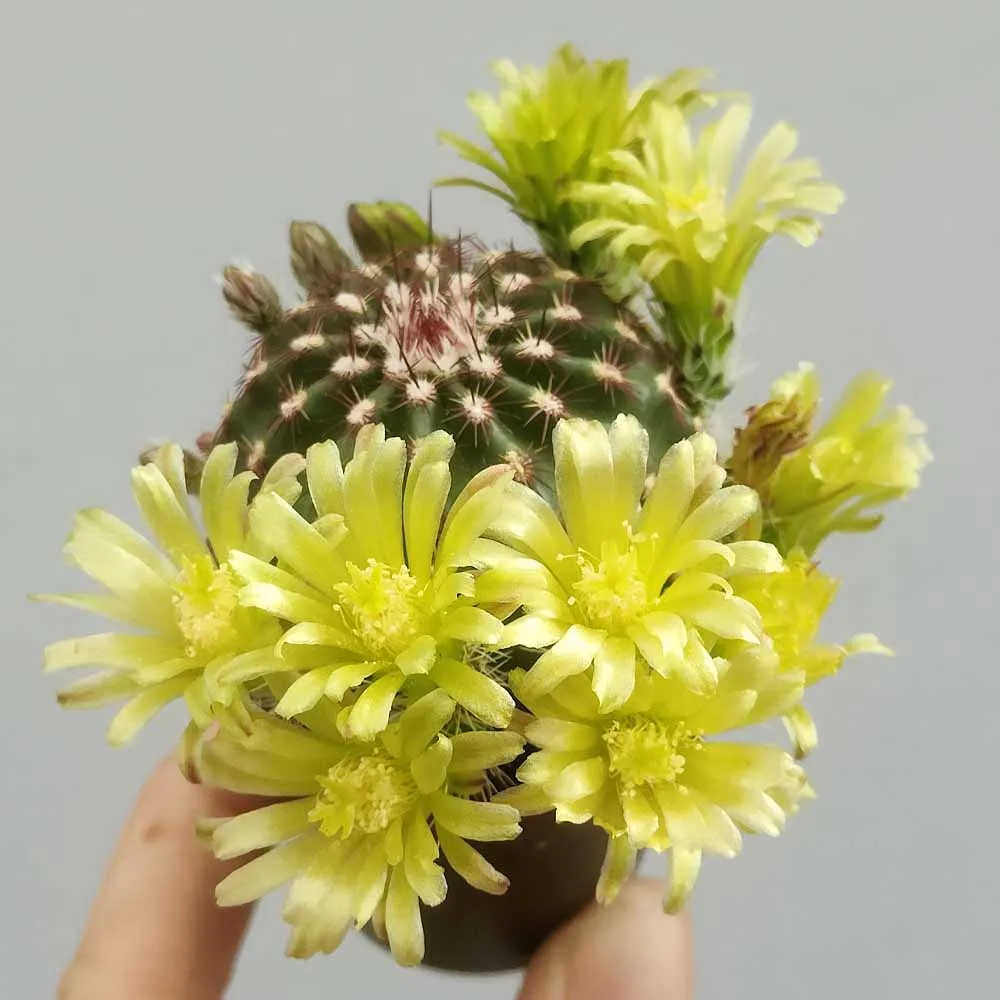 Echinocereus viridiflorus