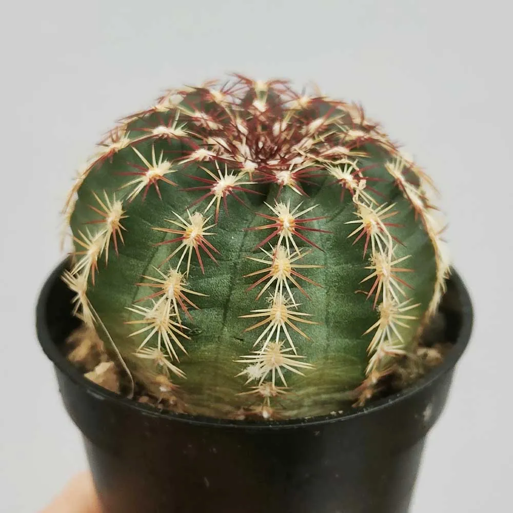 Echinocereus viridiflorus - immagine 2